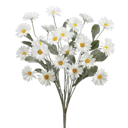 Cream Daisy Bush